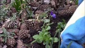 Анютины глазки. Посадка кустиков.