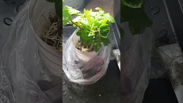 Черенкование зимой черной смородины смотреть онлайн