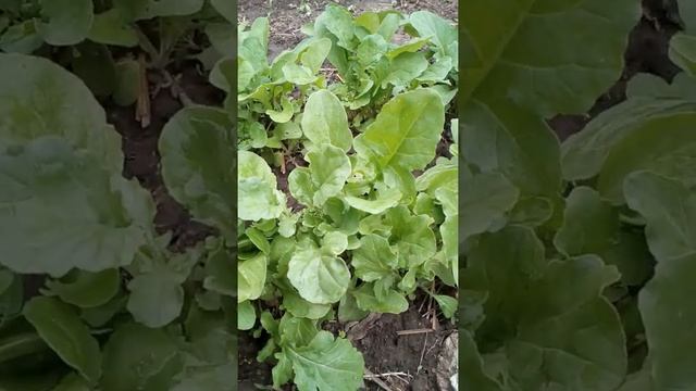 #руккола Руккола дикая и культурная.