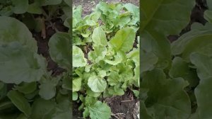 #руккола Руккола дикая и культурная.