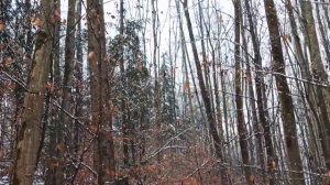 Прогулка по зимнему лесу. Звук снега под ногами. Хруст снега зимой. Звуки природы для сна  ❄