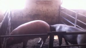 СЛУЧКА СВИНЕЙ.первое покрытие свиноматки.