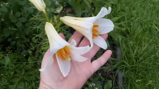 Пришли подруги в гости / Эх Борис, Борис… / Любознательная Милка 7-10 июля 2023 г. смотреть онлайн