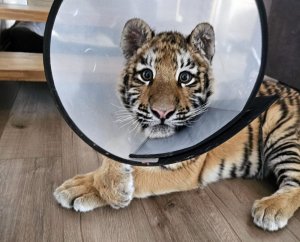 В Ленинградской области спасают тигренка, покусанного сородичами / События на ТВЦ