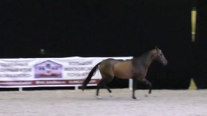 Чистокровная ахалтекинская порода лошадей, жеребец Магеллан буланая масть #ИППОсфера 2018 #AkhalTek