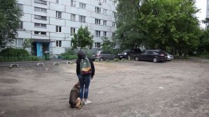 Работа с командами "Сидеть, лежать, стоять" на расстоянии