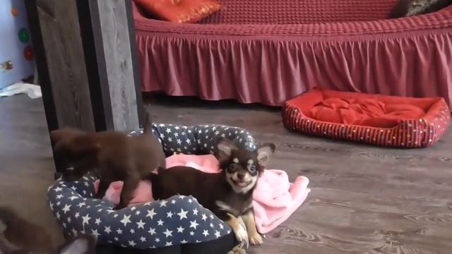 Чихуахуа шоколадного окраса в продаже. Щенки чихуахуа в Москве от лучших заводчиков.