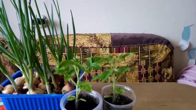 Какие сорта томатов уже посеяла для раннего урожая