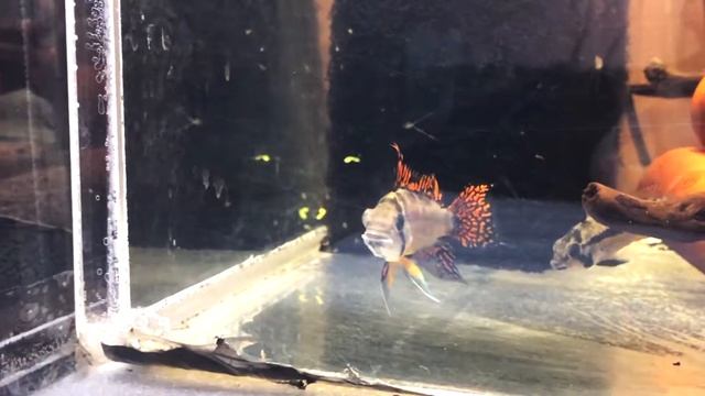 Apistogramma cacatuoides апистограмма какаду смотреть онлайн