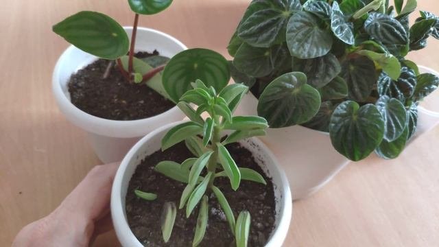 Моя небольшая коллекция пеперомий.