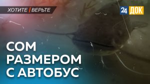 В Карасунских озёрах в Краснодаре поселился гигантский сом. Хотите-верьте