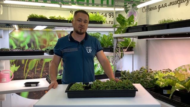 Микрозелень щавеля. Насколько важен свет?