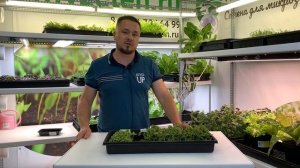 Микрозелень щавеля. Насколько важен свет?