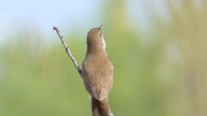 Соловьи́ный сверчо́к (лат. Locustella luscinioides)