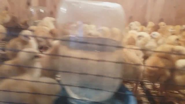 Бройлеры с первых дней жизни(цыплята мясояичных пород)часть 2 как отличить курочку от петушка смотреть онлайн