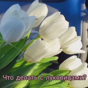 Что делать с луковицами тюльпанов?