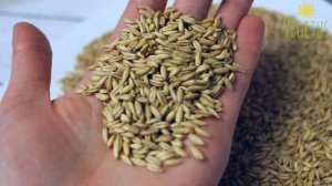 Овёс голозёрный "Vegetus". Обзор продукта.