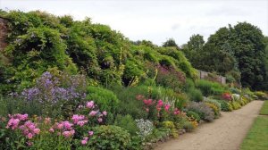 Music of Sri Chinmoy - Blue Flower 2