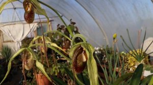 Phragmipedium humboldtii 'Fortuna' -WOW factor!
