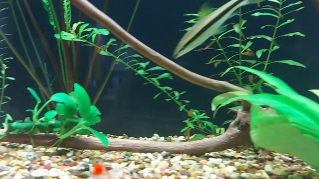 Ампулярия желтая и анубиас. смотреть онлайн