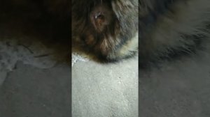 Как лечил у кошки гнойную рану после укуса собаки