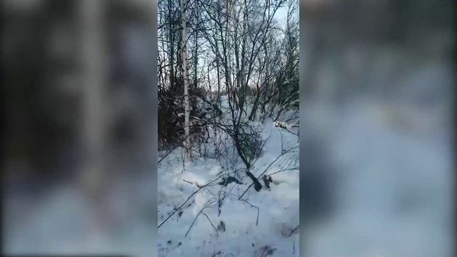 БРАКОНЬЕРА ОСУДИЛИ