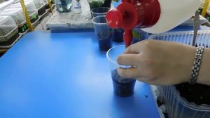 КАК ПИКИРОВАТЬ РАССАДУ ГЕОРГИНОВ ! ОДНОЛЕТНИЕ ГЕОРГИНЫ ПИКИРОВКА !