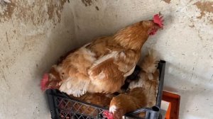 Супер куры для частного подворья//Куры Мини мясные палевые