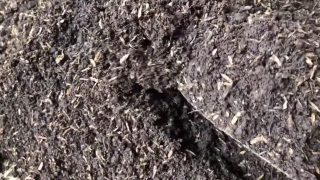 CARA MEMPERBANYAK SINGONIUM PINK DAN TIP SINGONIUM PINK PERFECT смотреть онлайн