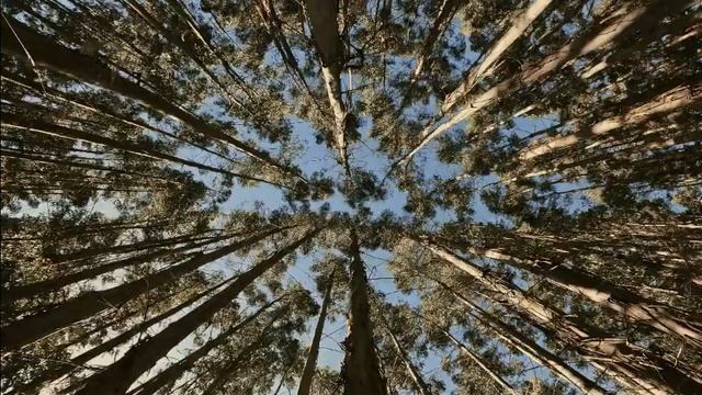 Расслабляющая Музыка, Медитация, Сон, Спа, Учеба, Дзен, 2 ЧАСА смотреть онлайн