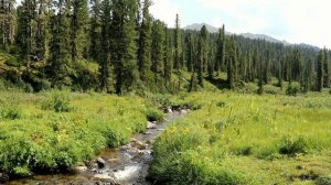 Ручей в Саянских горах / 10 часов журчания воды и пения птиц для крепкого сна и лечения депрессии