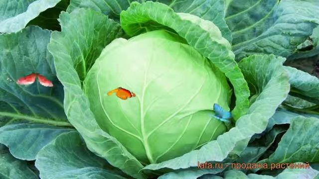 Капуста белокочанная Застольный F1 (zastolnyy f1) ? обзор: как сажать, семена капусты Застольный F1 смотреть онлайн
