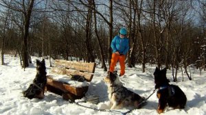 (2) Mit 3 HIMMEL-Hunden unterwegs im WESTERWALD - auf KICKSPARK & TREKKING-Ski Feb. 2015