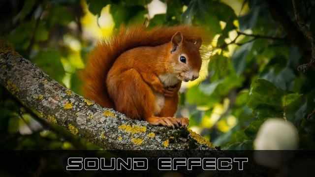 Rodents | Squirrel Squeaks - SFX Producer | No Copyright Rodents Sounds смотреть онлайн