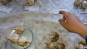 Лежкость сортов чеснока. Сорта для хранения, усушка и качество спустя три месяца. 2018г экперимент.