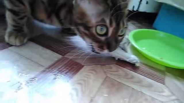 Бенгальский кот кушает и рычит как собака смотреть онлайн