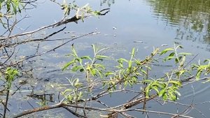 Что выберет карась? ПРИКОРМКА или ХЛЕБ? Ловля карася весной на поплавок