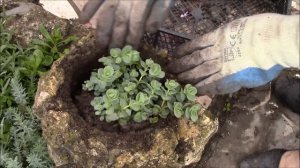 Очиток Эверса.  Правильная посадка.