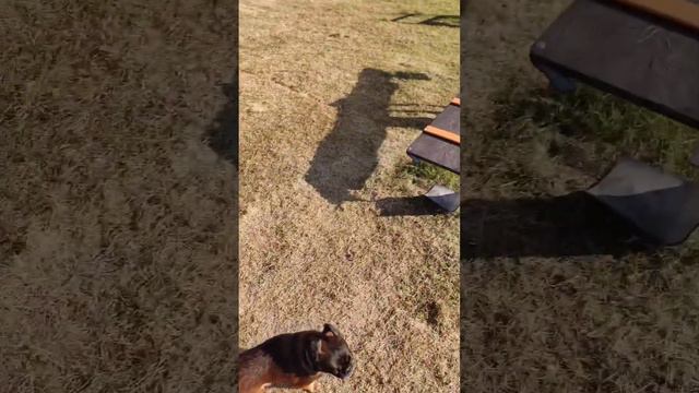 Пти брабансон. Умная собака грифон питомцы собаки