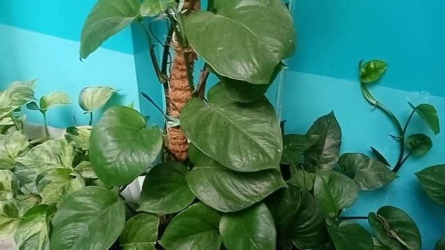 MANJULA Pothos... Grown so robust.. смотреть онлайн