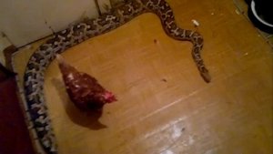 питон ест 2012