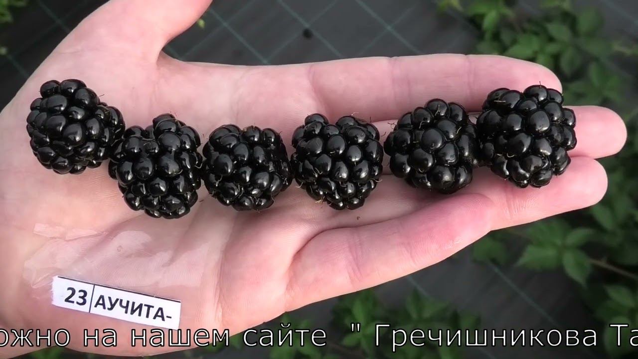 АУЧИТА и ВОЖДЬ ЧИВ ДЖОЗЕФ сорта ежевики рабочие лошадки смотреть онлайн