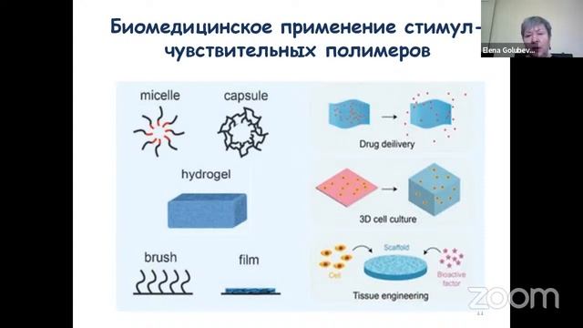 Голубева Е.Н. Как «умные» полимеры доставляют лекарства и выращивают клетки?