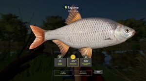 Русская рыбалка 4 / р. Северский Донец / Тарань, активная точка, плотва (трофей) бонусом