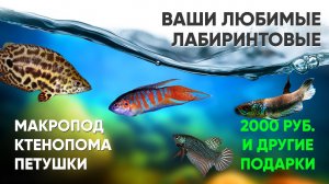 Лабиринтовые аквариумные рыбки. Ктенопома. Петушки. Макропод