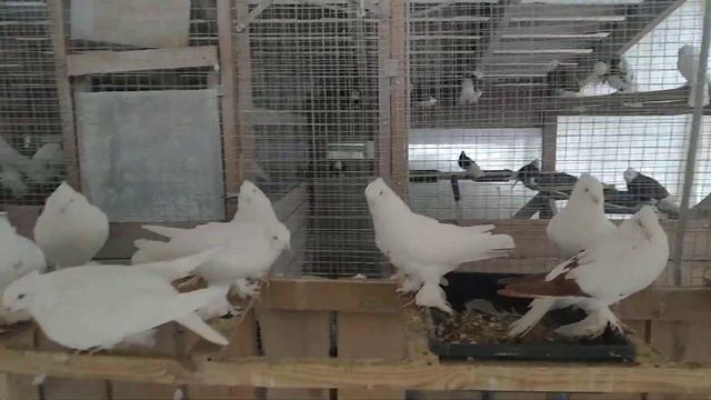 19 февраля 2023 г. отвечаю на комментарий андижанские голуби узбекские голуби смотреть онлайн