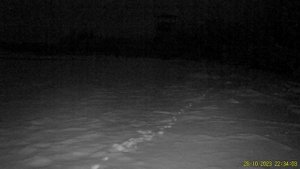 Лесная куница роется в снегу ночью_ФГБУ Нижне-Свирский заповедник