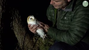 How I Rescued a Barn Owl After a Tawny Owl Attack | Rescued & Returned to the Wild | Robert E Fulle