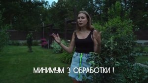 ЧЕМ ОБРАБОТАТЬ ОТ ВРЕДИТЕЛЕЙ: БЕЛОКРЫЛКИ, ТЛИ И МУРАВЬЕВ