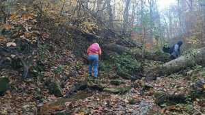 В поисках Грибов.Синегорск-Новый